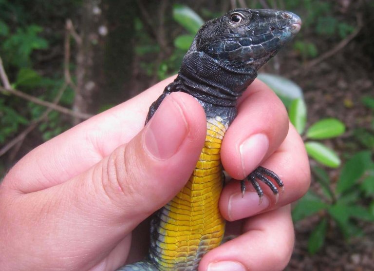 Saint Lucia whiptail lizard (Cnemidophorus vanzoi) on Maria Major