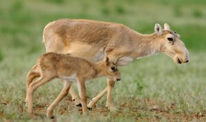 Saving Critically Endangered Saiga