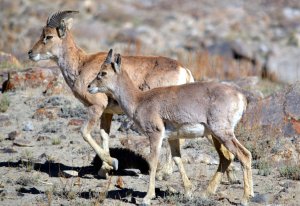 Urial_sheep P. Zahler © WCS