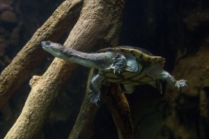 Roti island Snake-necked Turtle © Julia Larsen Maher / WCS