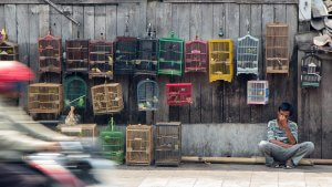 A bird seller in Yogyakarta, Java. Peter Nijenhuis Flickr